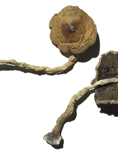 PF Classic Magic Mushrooms